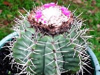 Melocactus concinnus ©JB coll.JPG